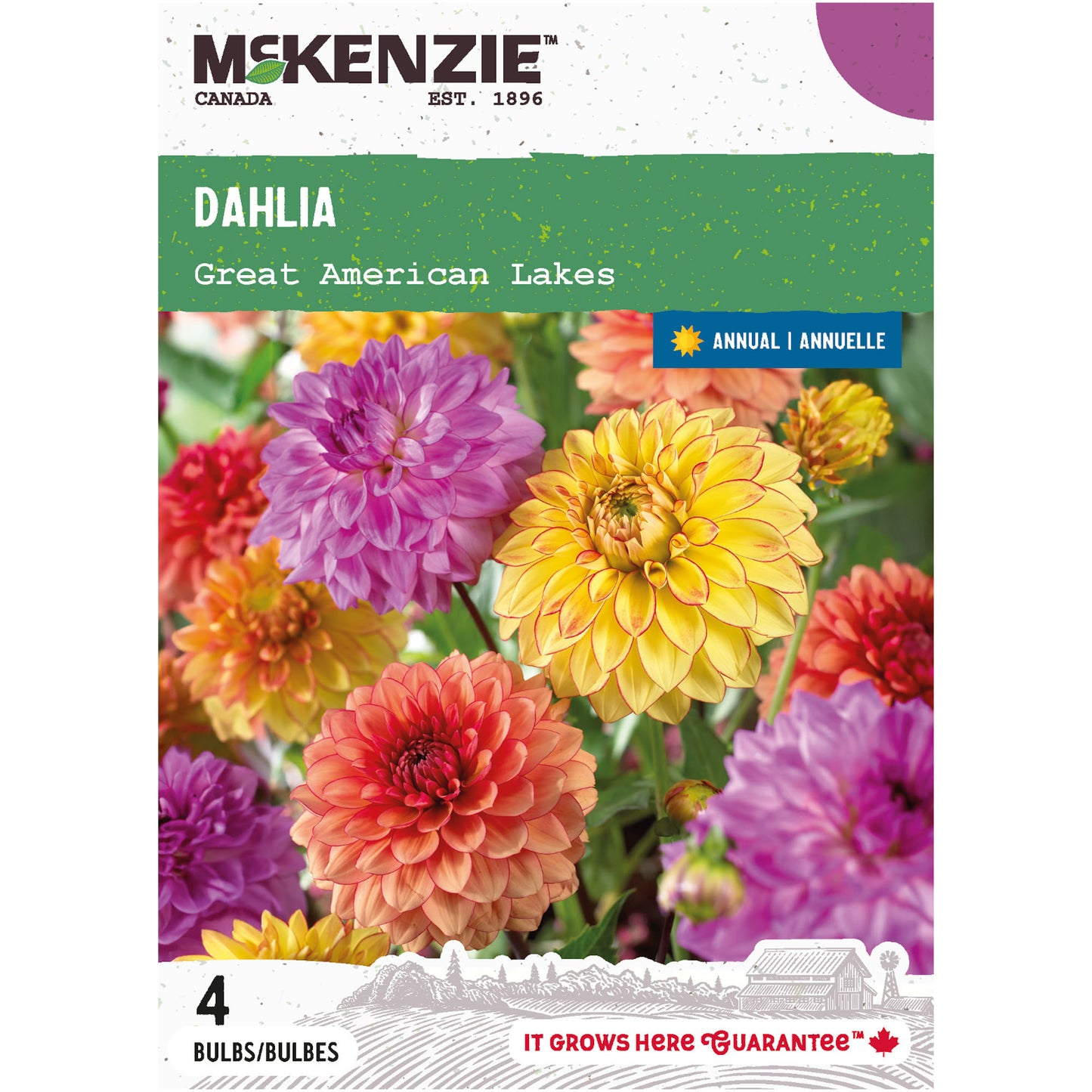 Dahlia, Great American Lakes Tubers