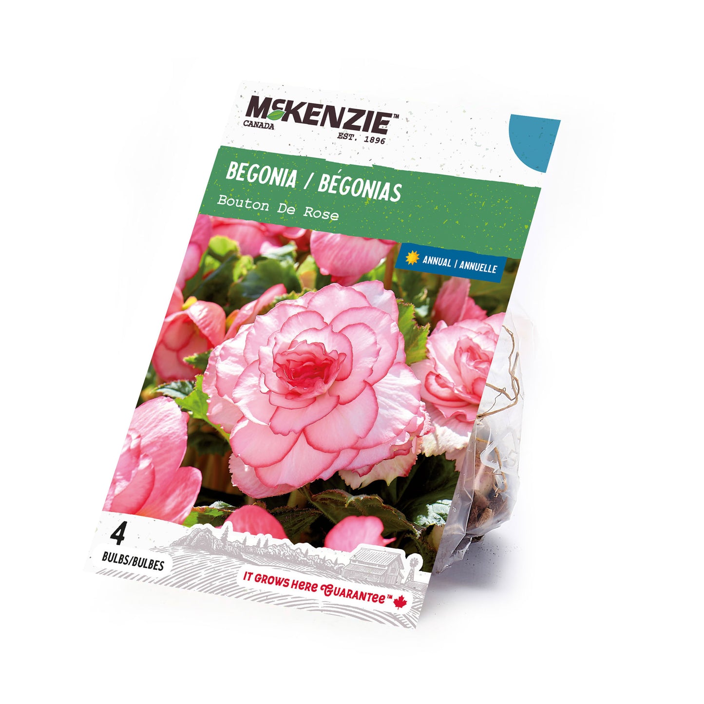 Begonia, Bouton de Rose Bulbs