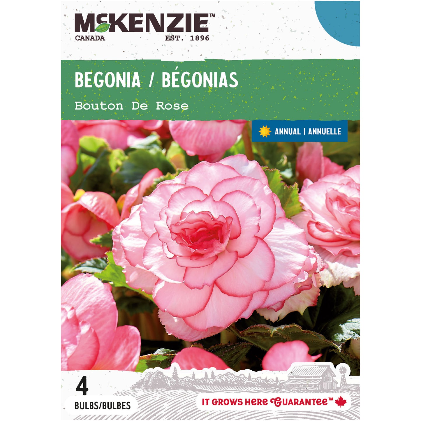 Begonia, Bouton de Rose Bulbs