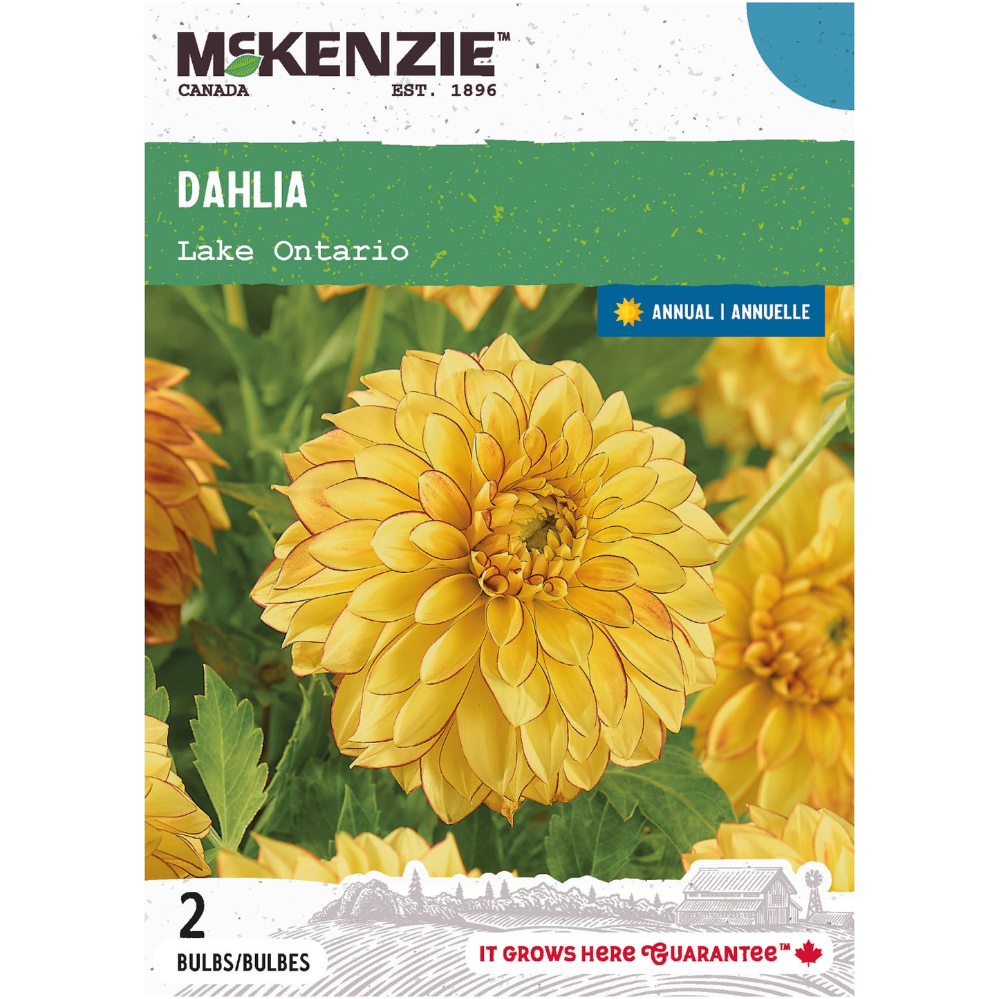 Dahlia, Lake Ontario Tubers