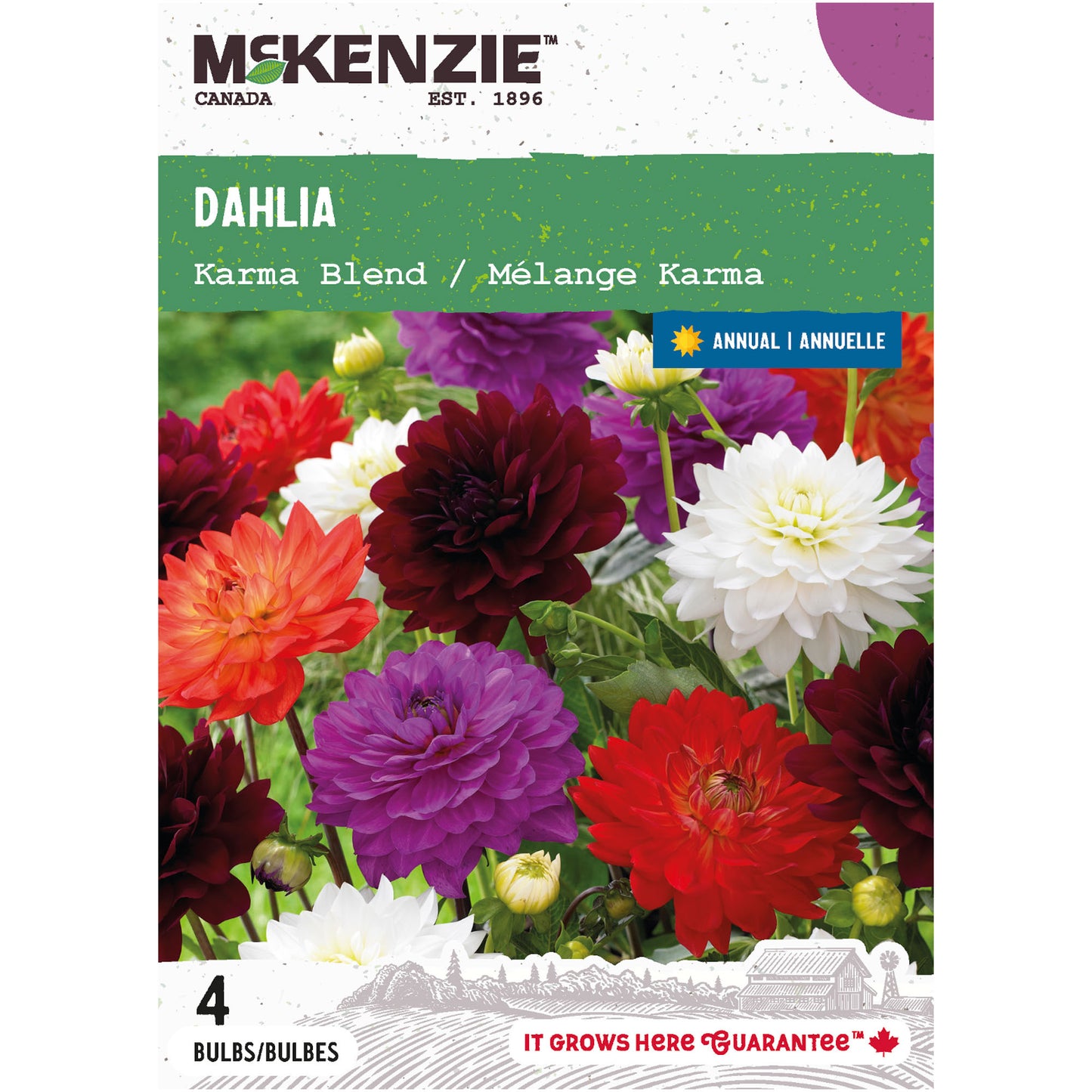 Dahlia, Karma Blend Tubers