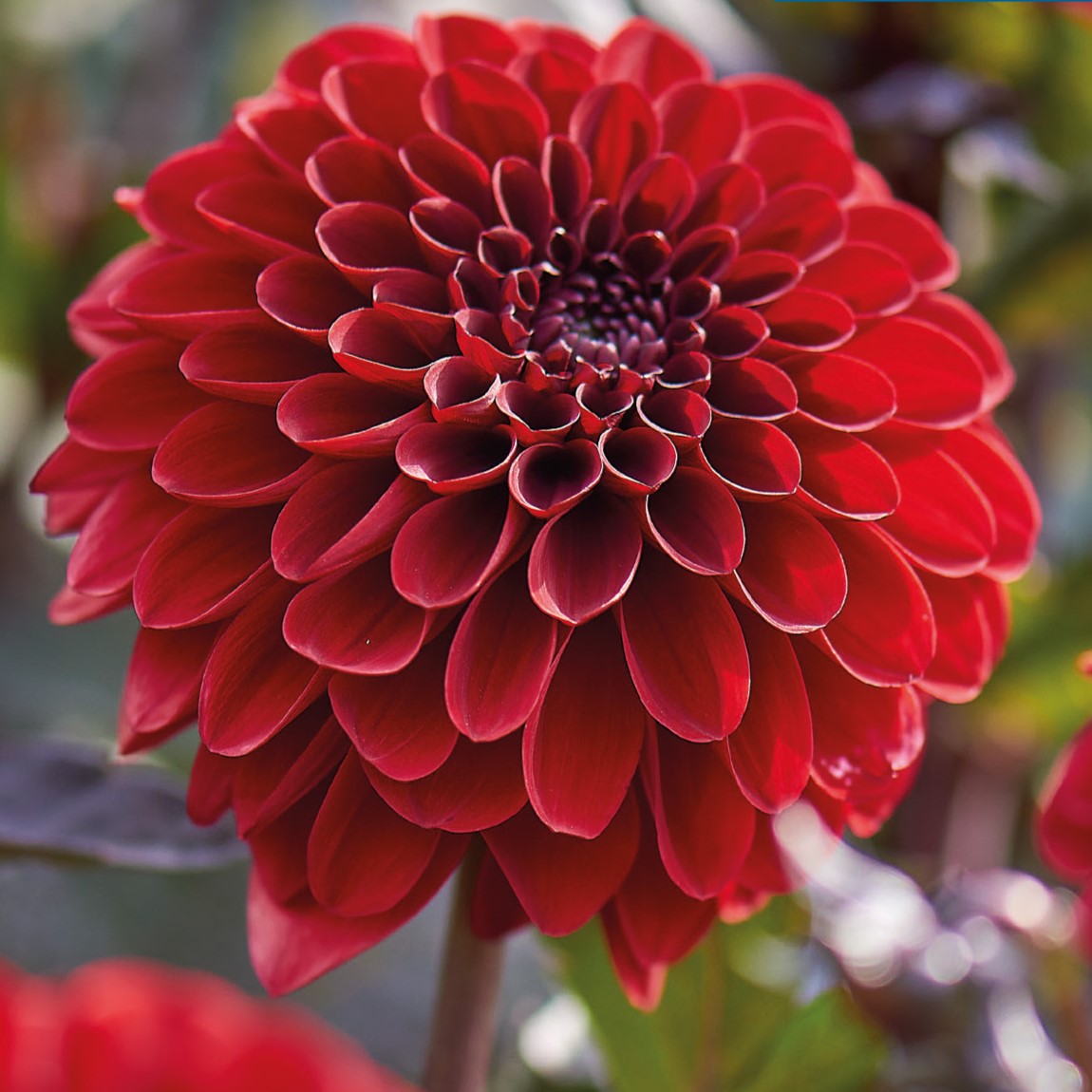 Dahlia, Seniors Love Tubers