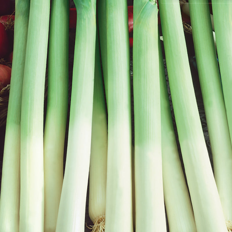 Leek, King Richard Organic Seeds