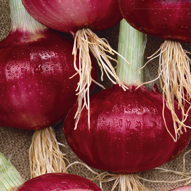 Onion, Southport Red Globe Organic Seeds