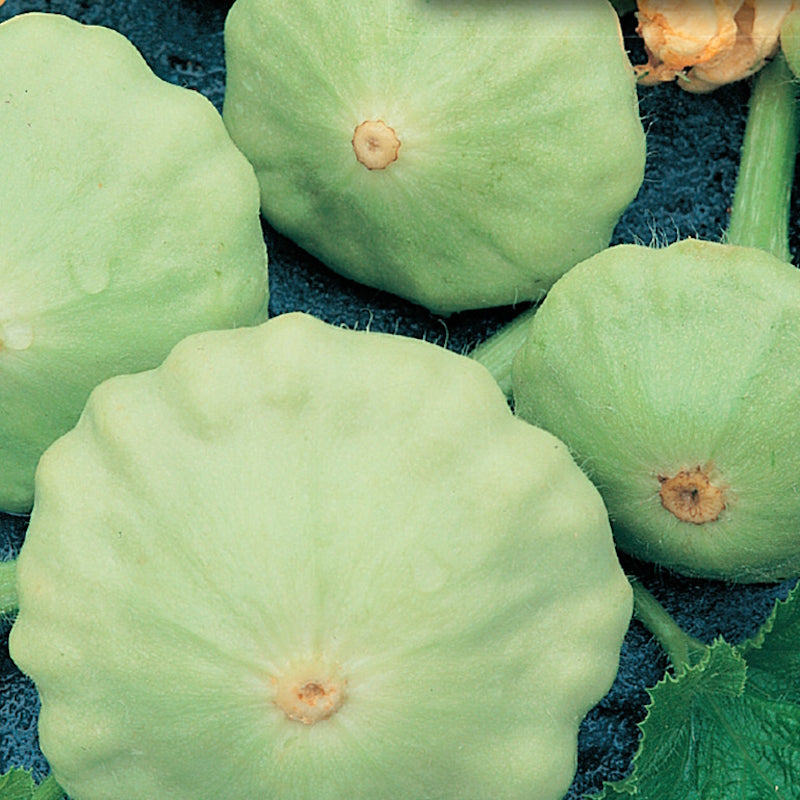 A group of pale green to white tender Early Bush Scallop squash fruits with scalloped edges, displayed on a surface with leaves.