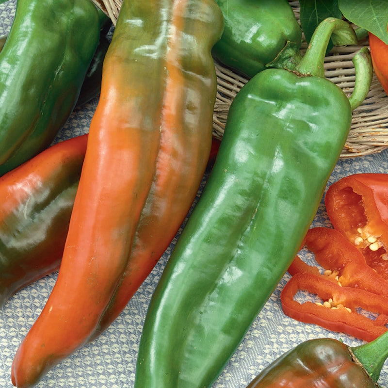 Pepper, Anaheim Seeds