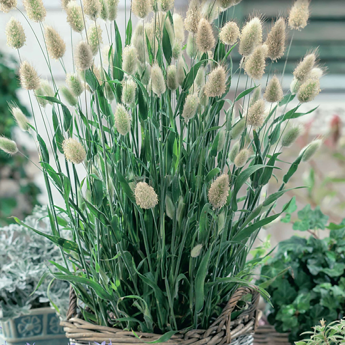 A cluster of Bunny Tails ornamental grass with fluffy, white plumes, growing indoors.