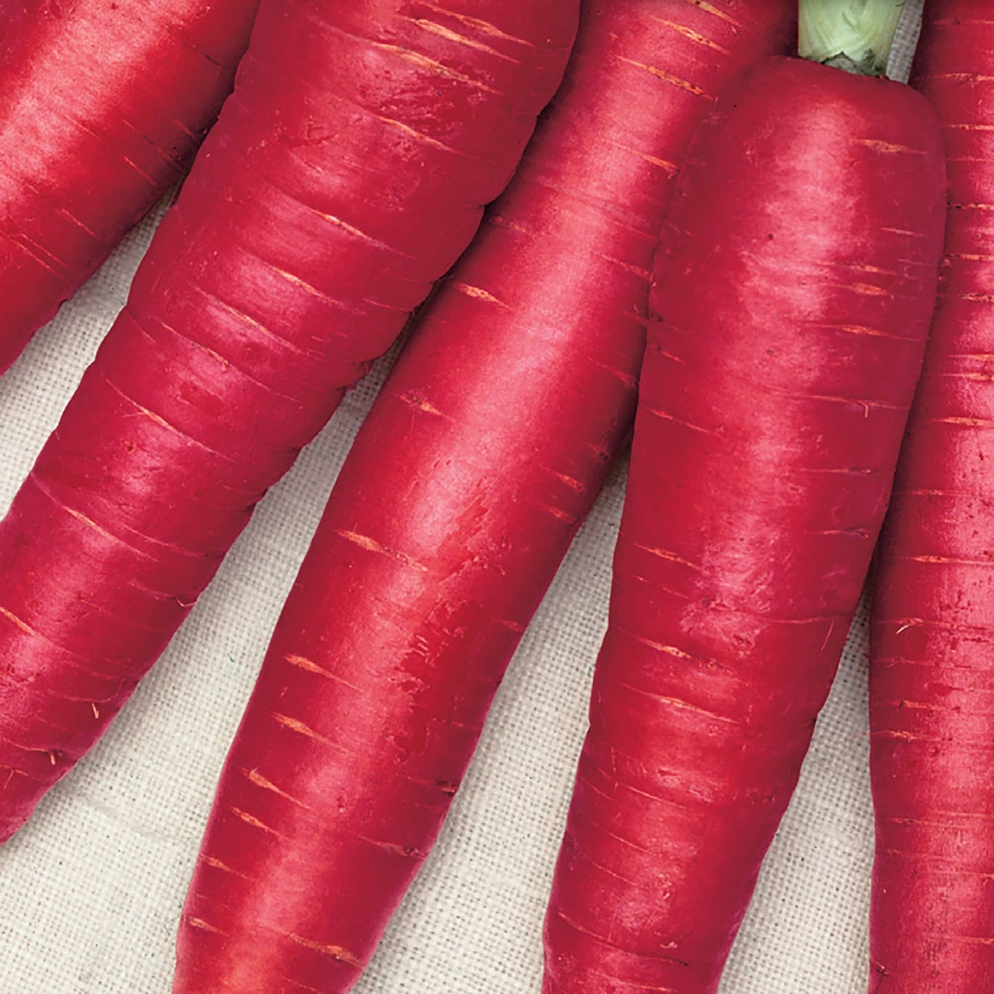 Carrot, Atomic Red Seeds