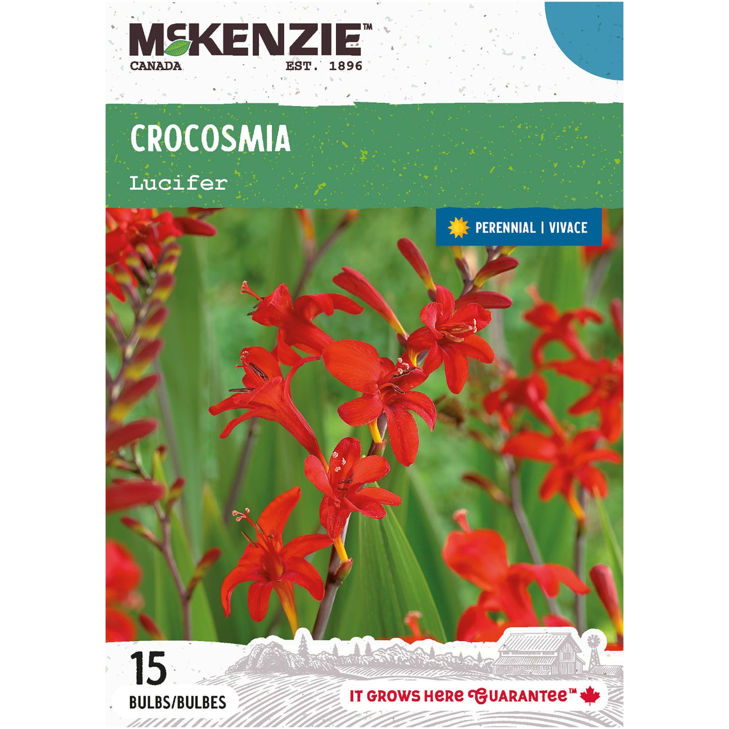 Crocosmia, Lucifer Bulbs