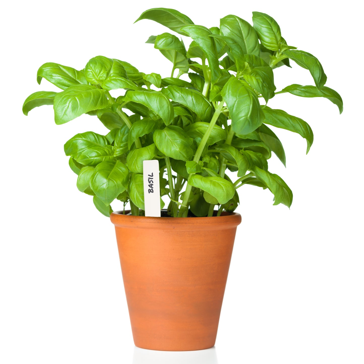 McKenzie Seeds Reusable Label Plant Markers, 4 Pack (100 Markers)