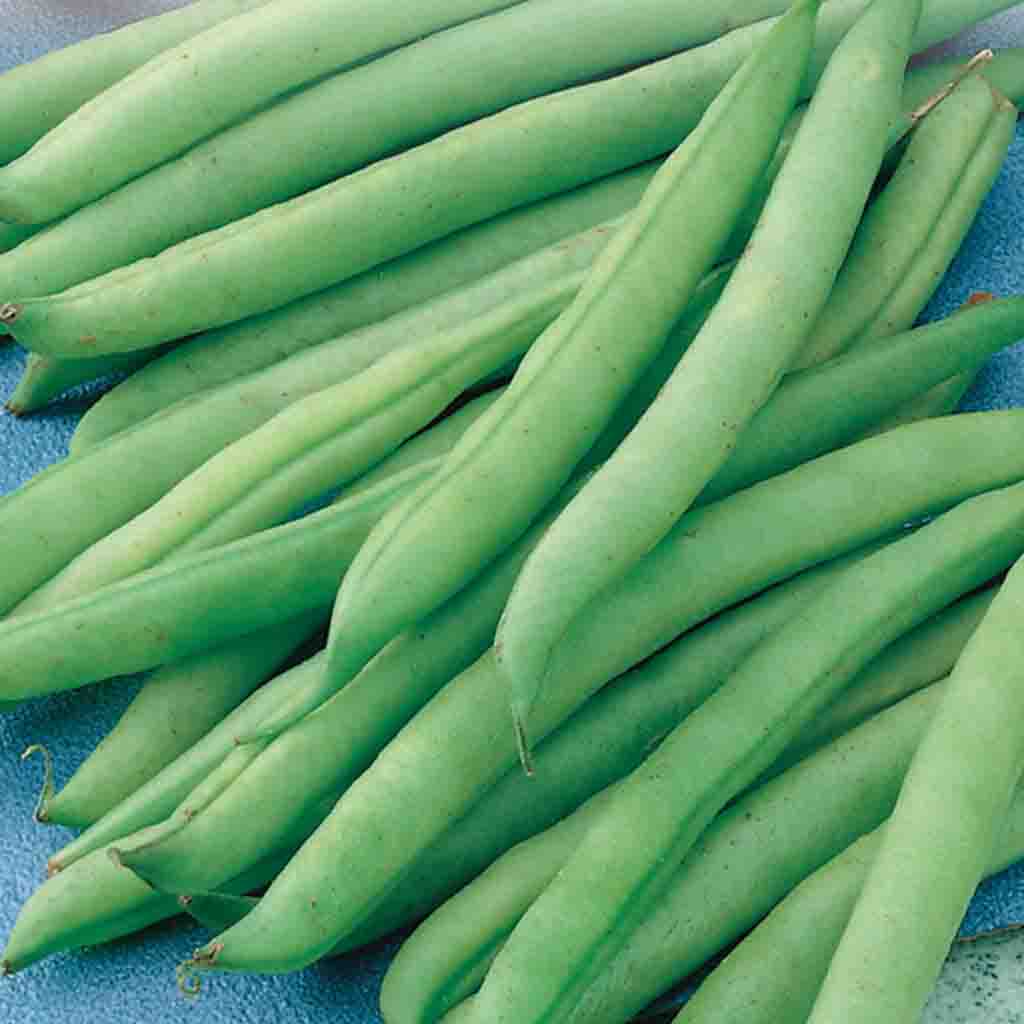 A collection of fresh green Greencrop bush beans laid out on a surface.