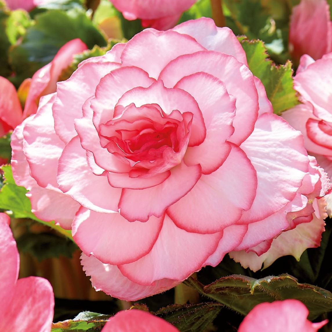 Begonia, Bouton de Rose Bulbs