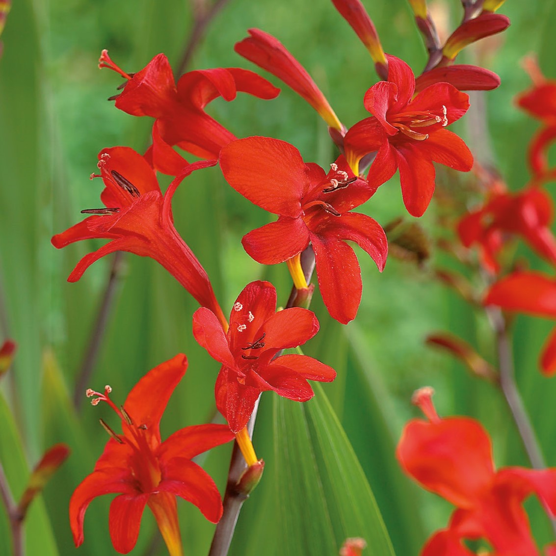 Crocosmia, Lucifer Bulbs