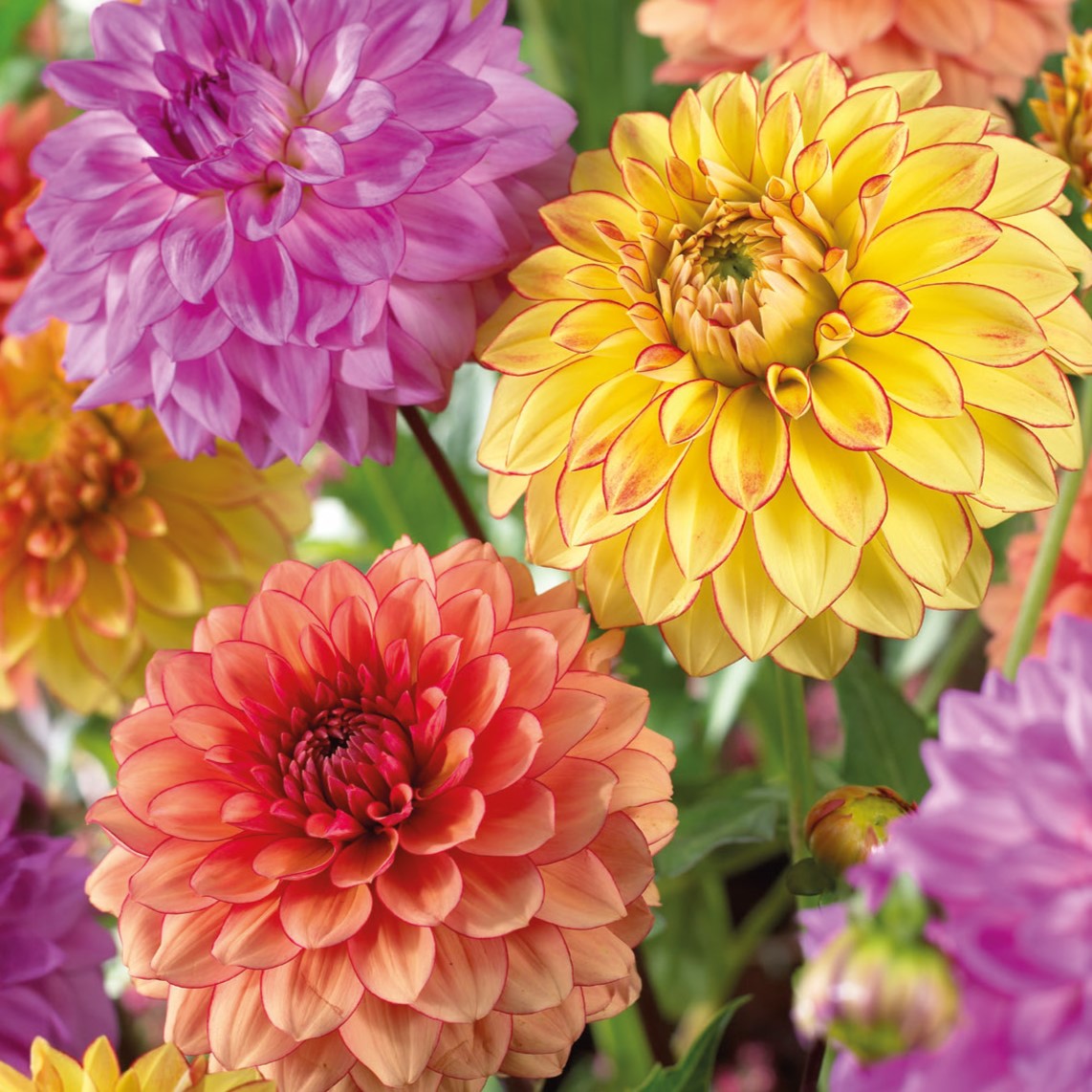 Dahlia, Great American Lakes Tubers