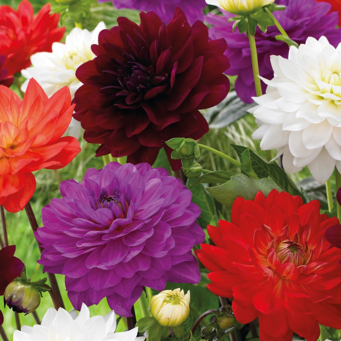 Dahlia, Karma Blend Tubers