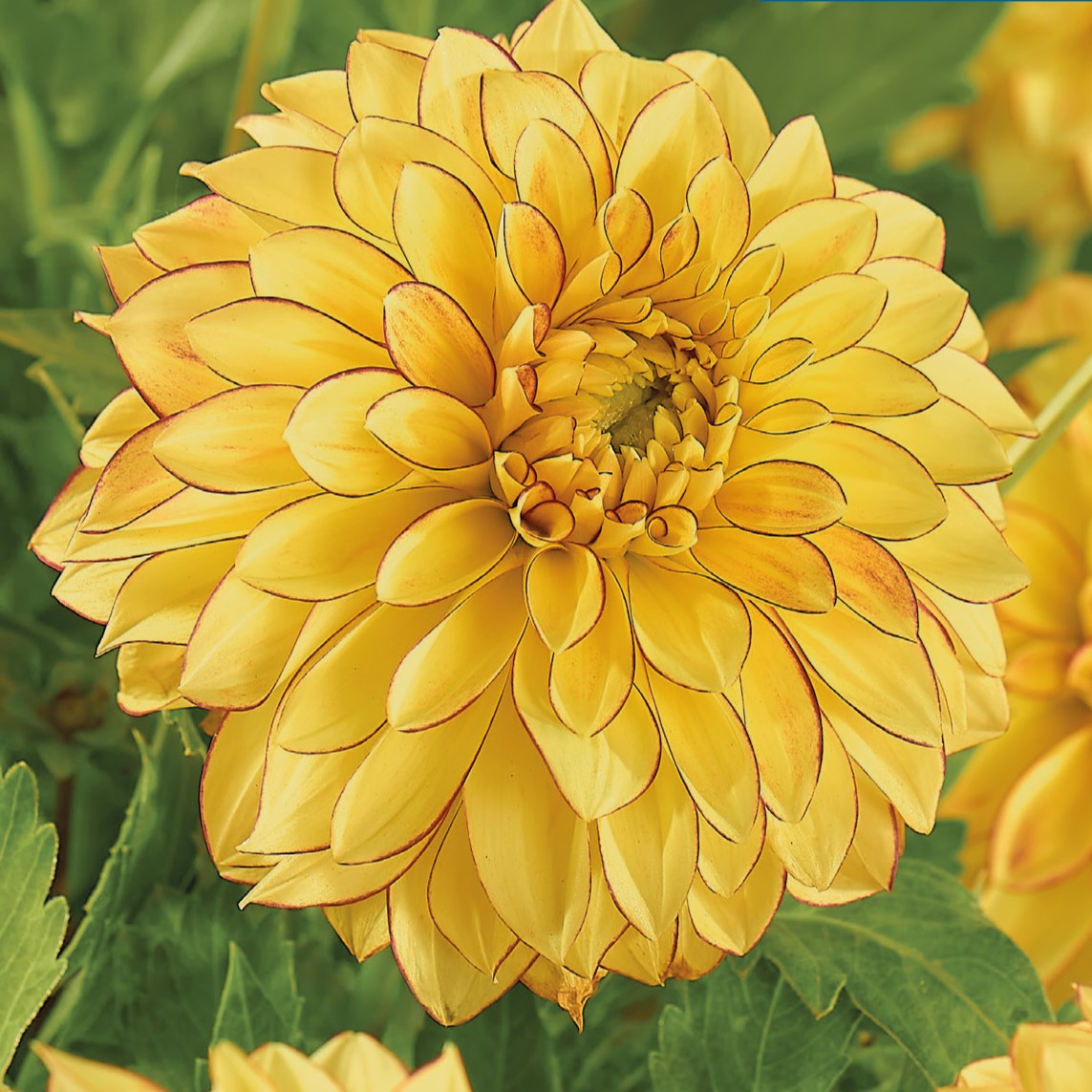 Dahlia, Lake Ontario Tubers