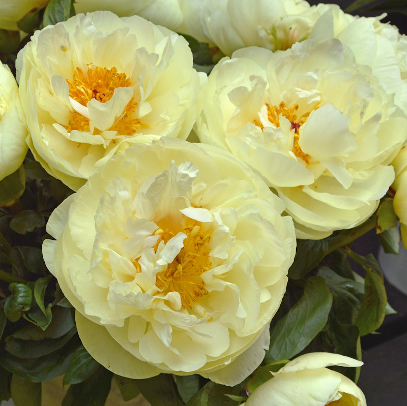 Peony Roots, Lemon Chiffon Hybrid