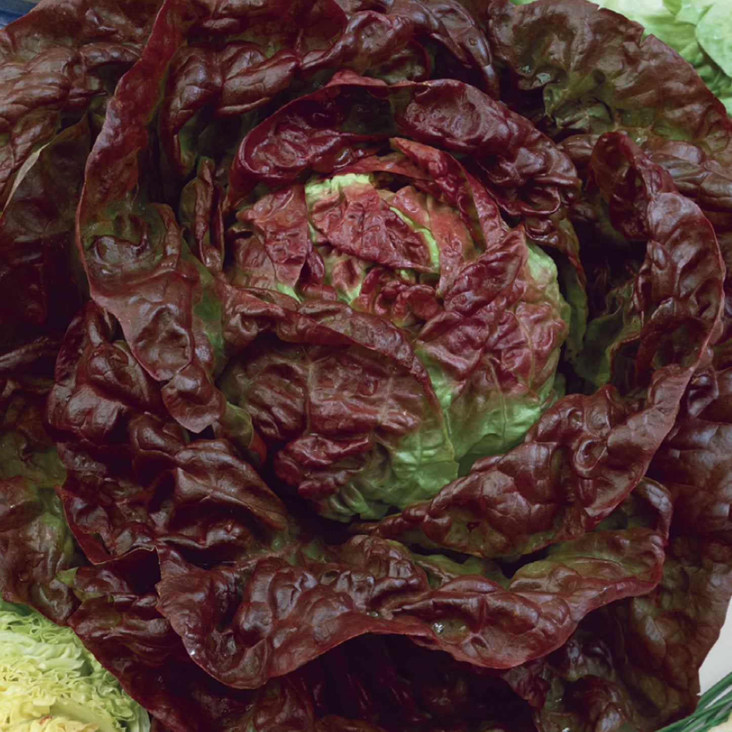 A close-up image of a mature Marveille Four Seasons lettuce with reddish-bronze outer leaves and green hearts.