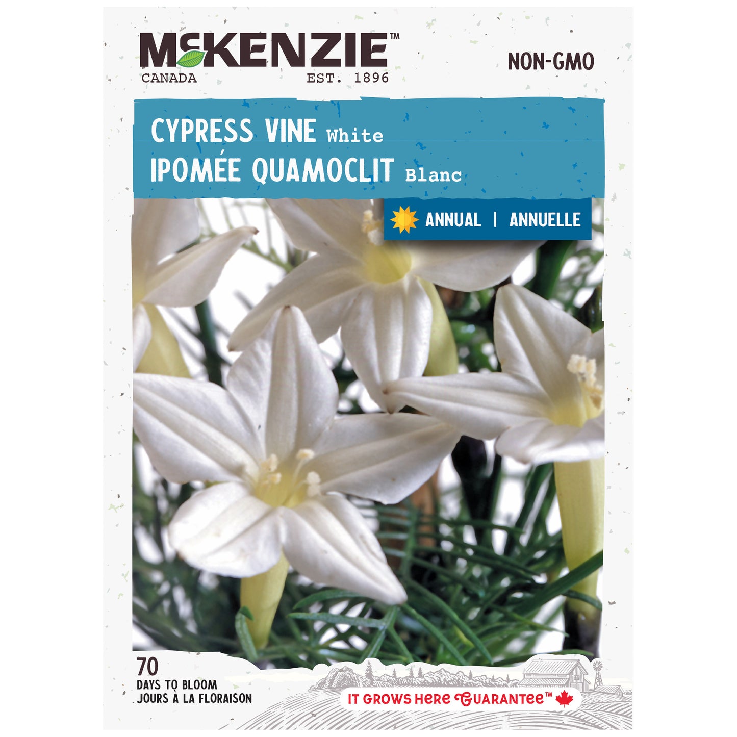 Cypress vine white seed packet with McKenzie branding and flower images.