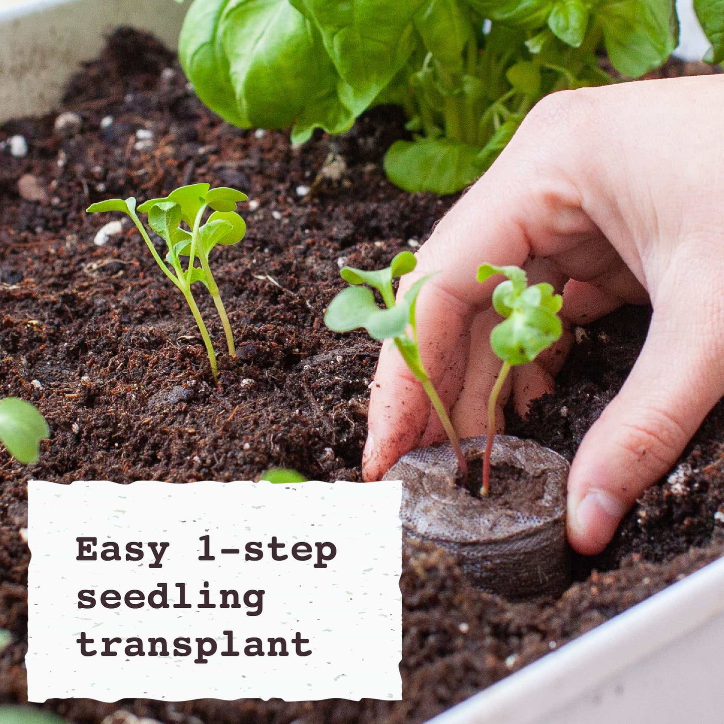 Easy 1 step seedling transplant