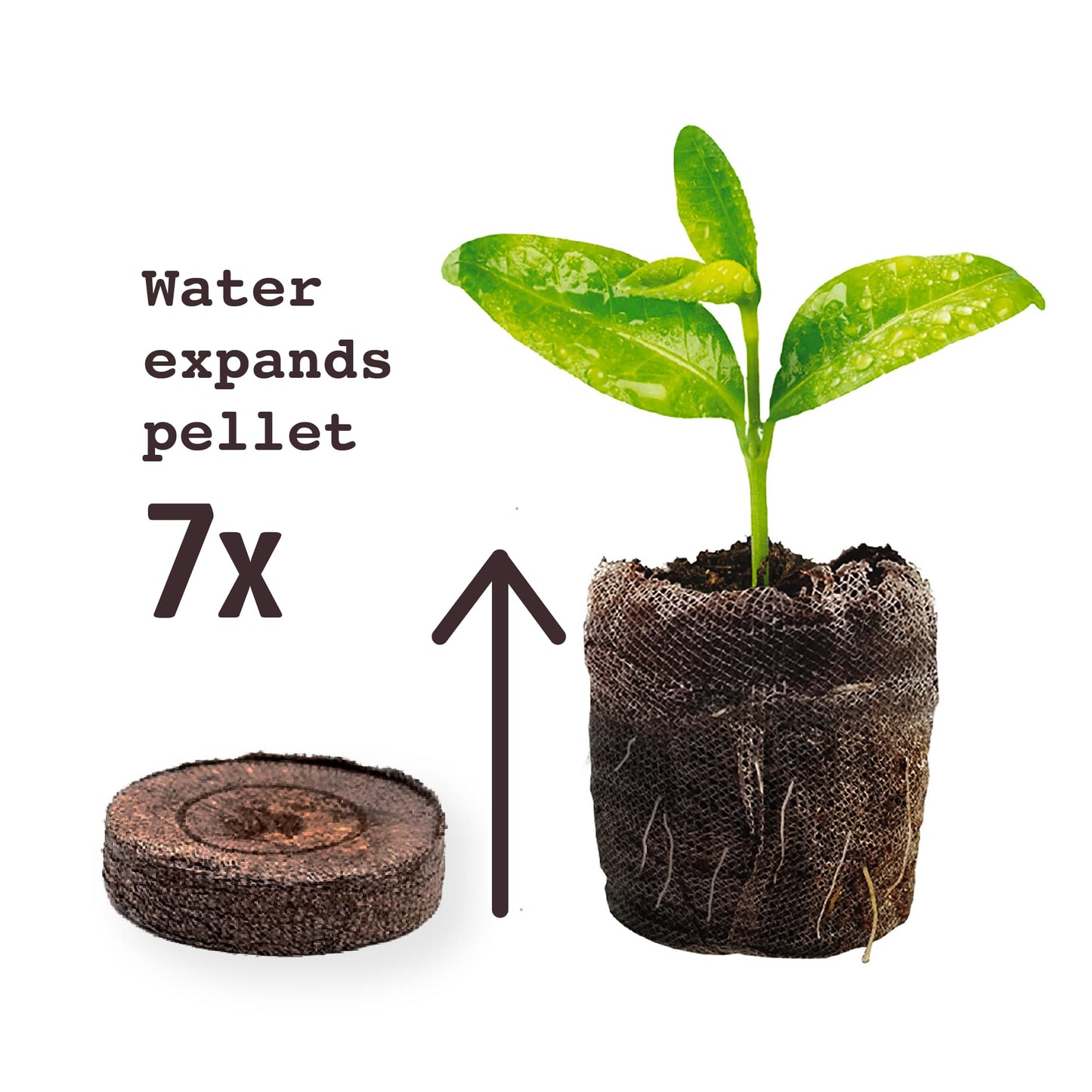 Peat pellet expands 7x