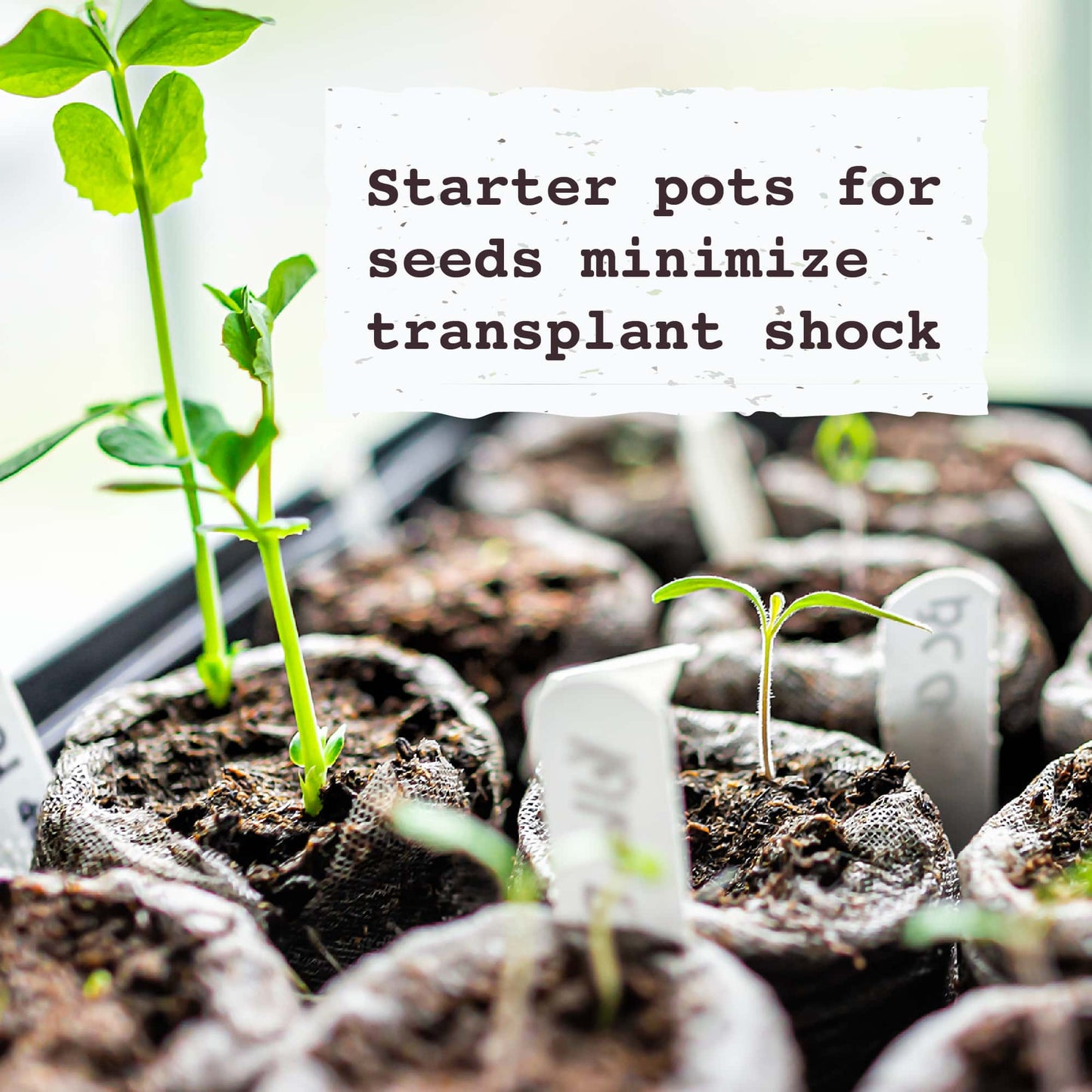 Starter pots for seeds minimize transplant shock