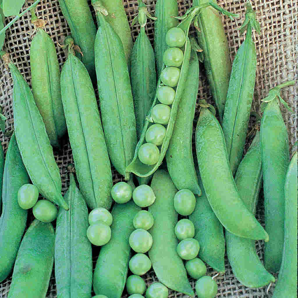 A collection of fresh green peas in pods, laid out on a surface.