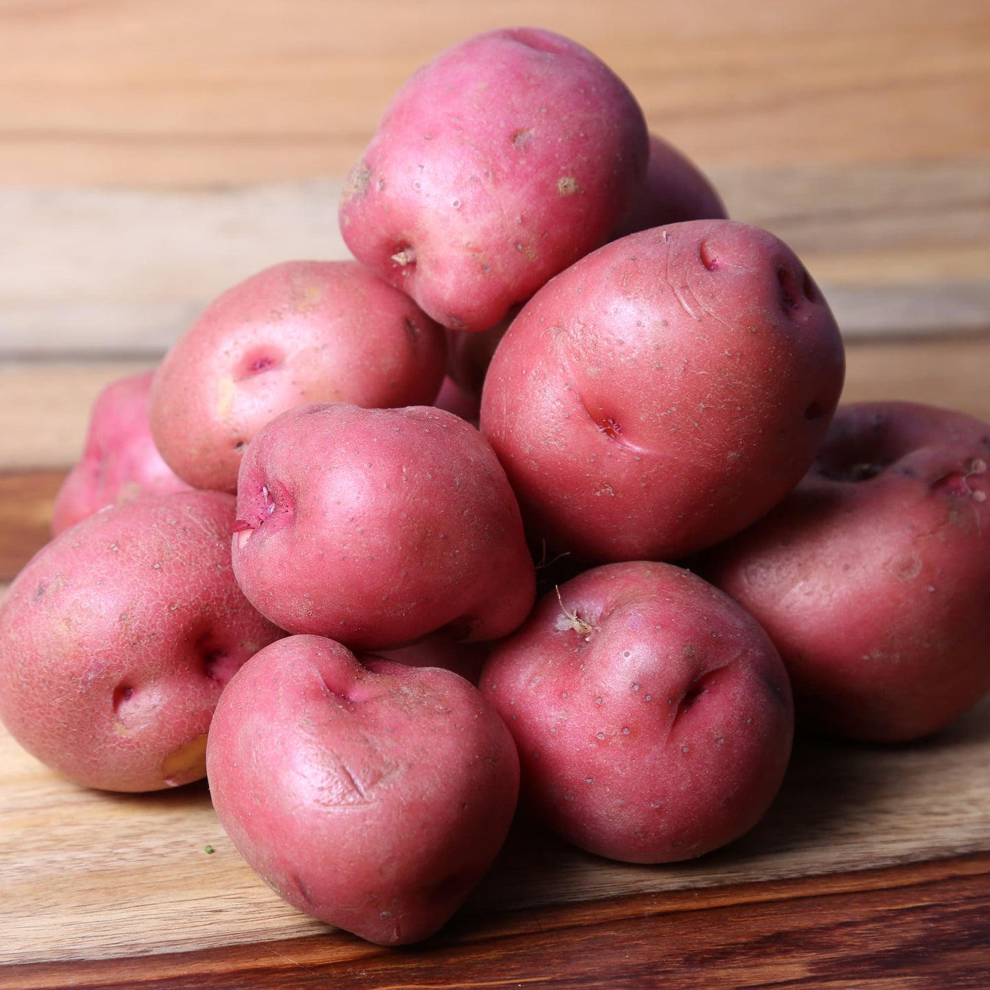 Seed Potatoes, Red Norland