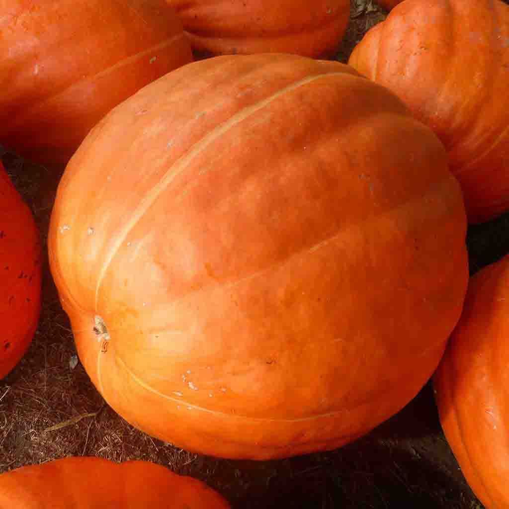 Buy Organic Pumpkin Big Max Vegetable Seed Online | McKenzie Seeds