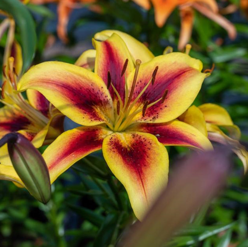 Blue Lily  Lily seeds, Tiger lily flowers, Day lilies