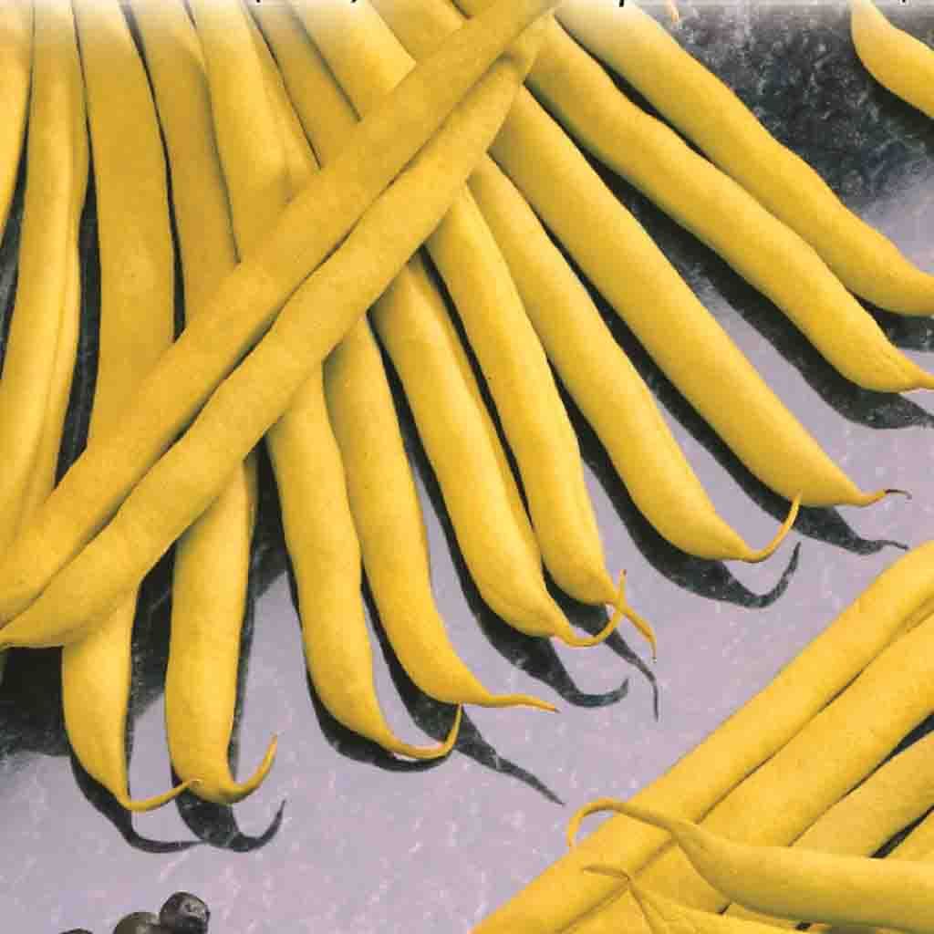 A shining group of Bean Improved Golden Wax (Bush) Vegetables from McKenzie Seeds