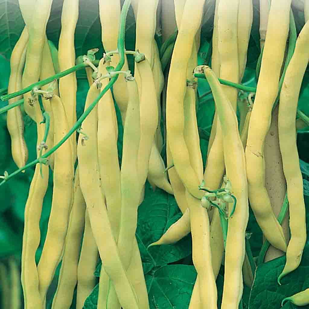 Green and yellow Bean Neckargold Wax (Pole) Vegetables from McKenzie Seeds
