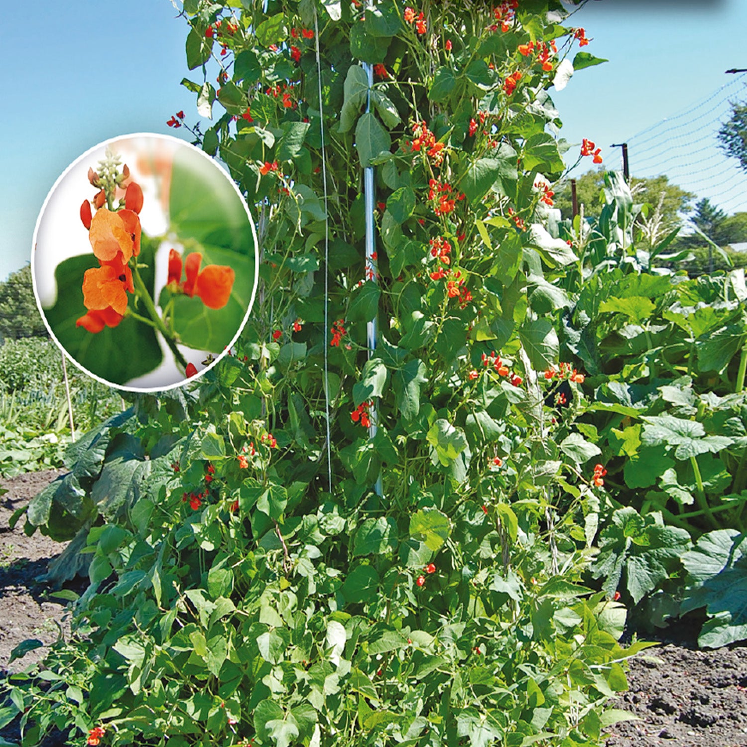 planting red beans from seed Shop for Flowering Vine Scarlet Runner Pole Bean Seed