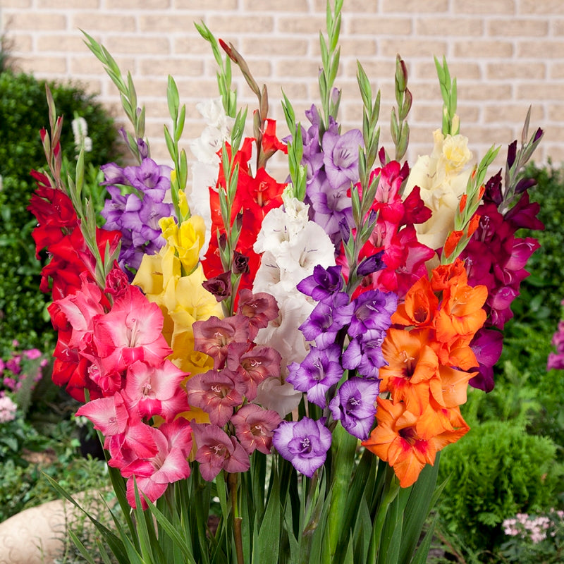 Glamini Gladiolus Flower 120 stems