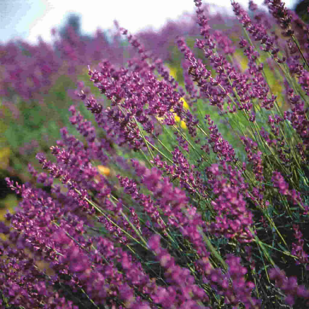 lavender plants canada Buy Lavender Herb Seed Online