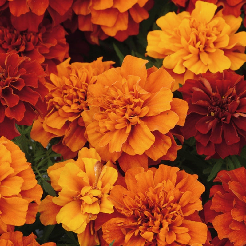 Buy Marigold Fireball Mix Flower Seed Online McKenzie Seeds