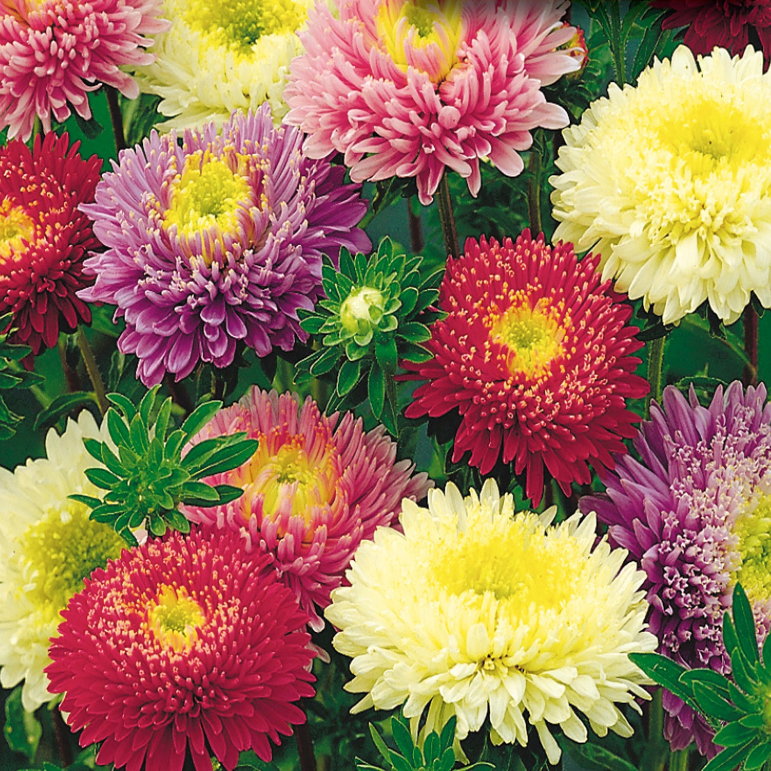 planting asters from seed Buy Early Charm Aster Seed