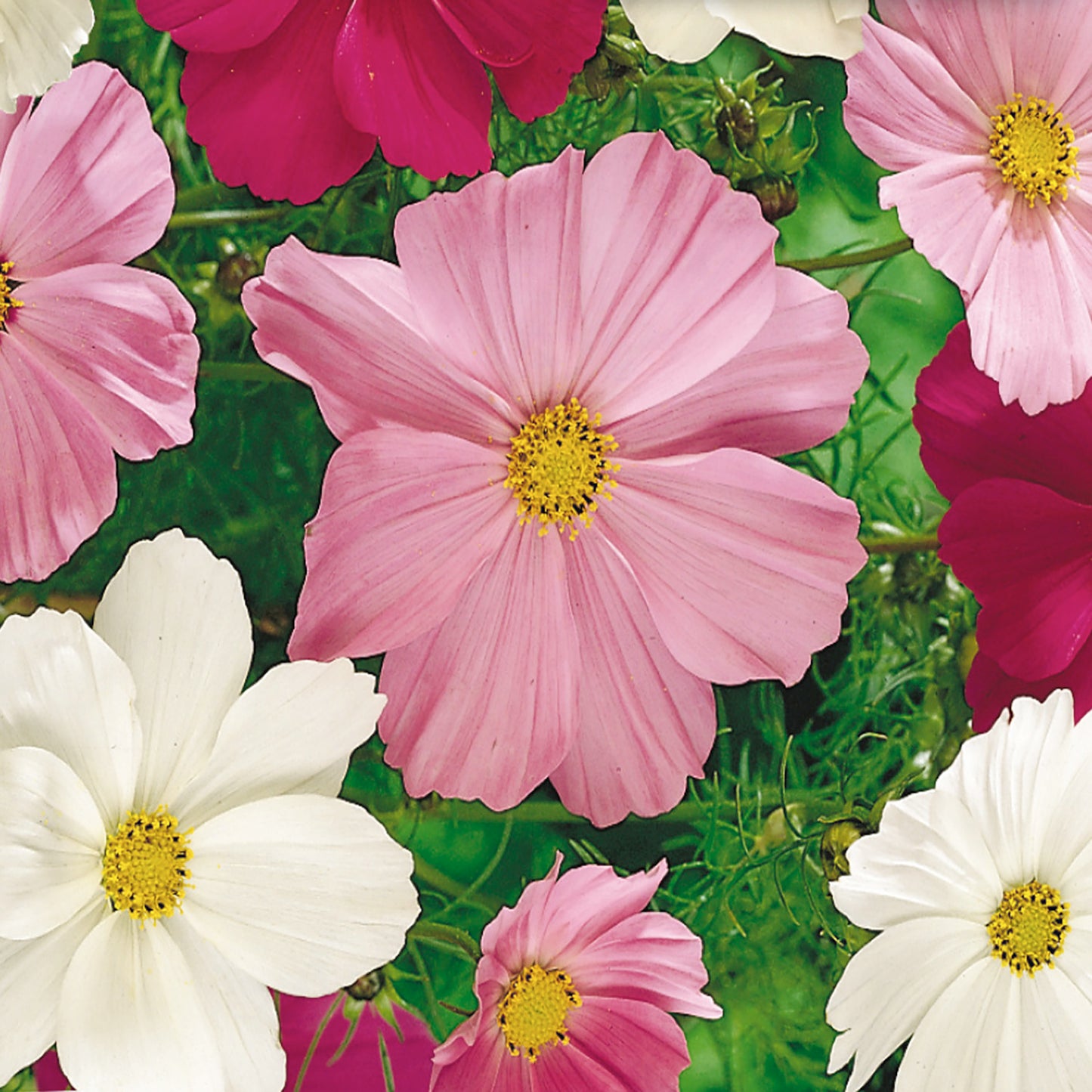 A variety of Cosmos flowers with pink, white, and crimson petals and yellow centers, growing in a garden setting.