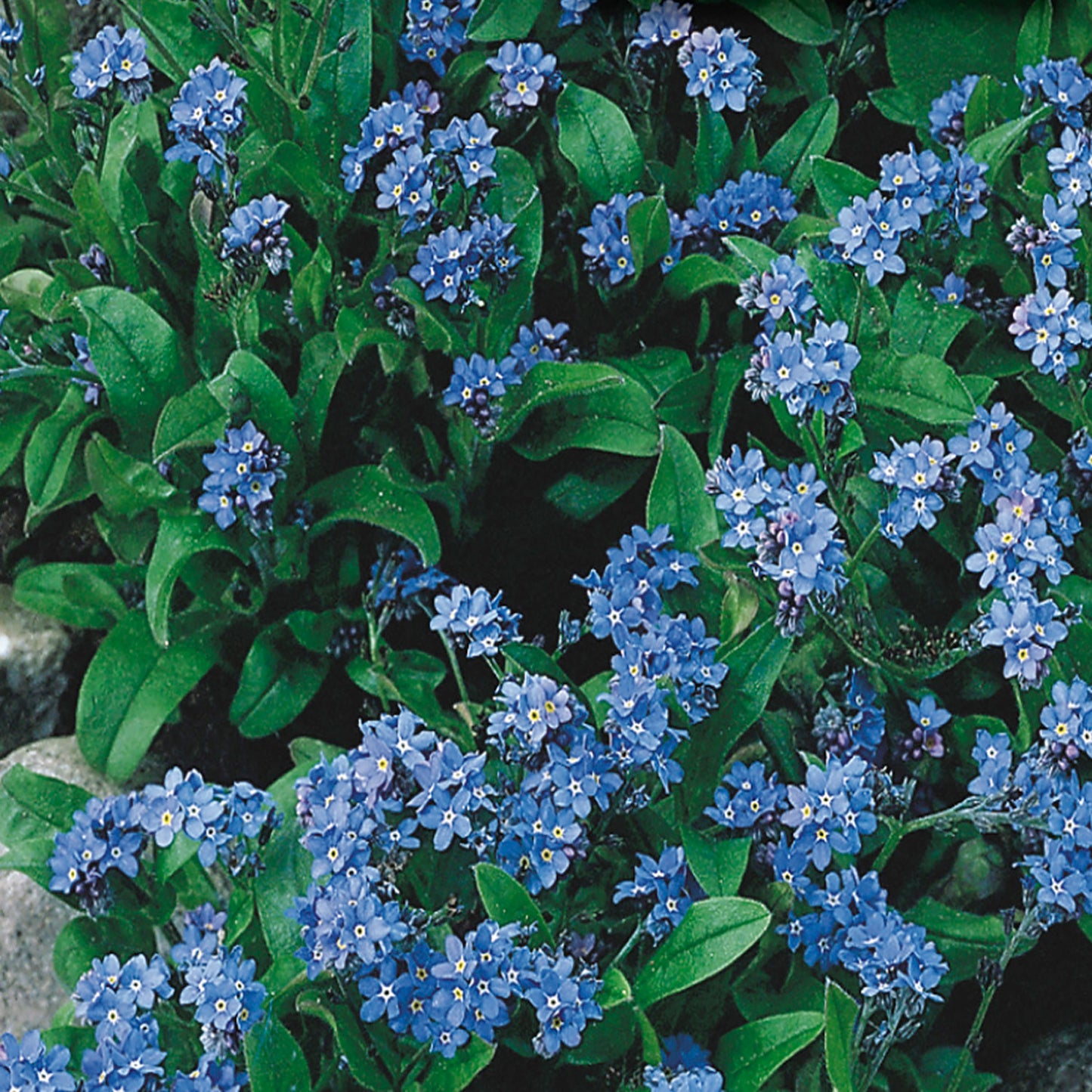A cluster of blue forget-me-not flowers with green foliage.