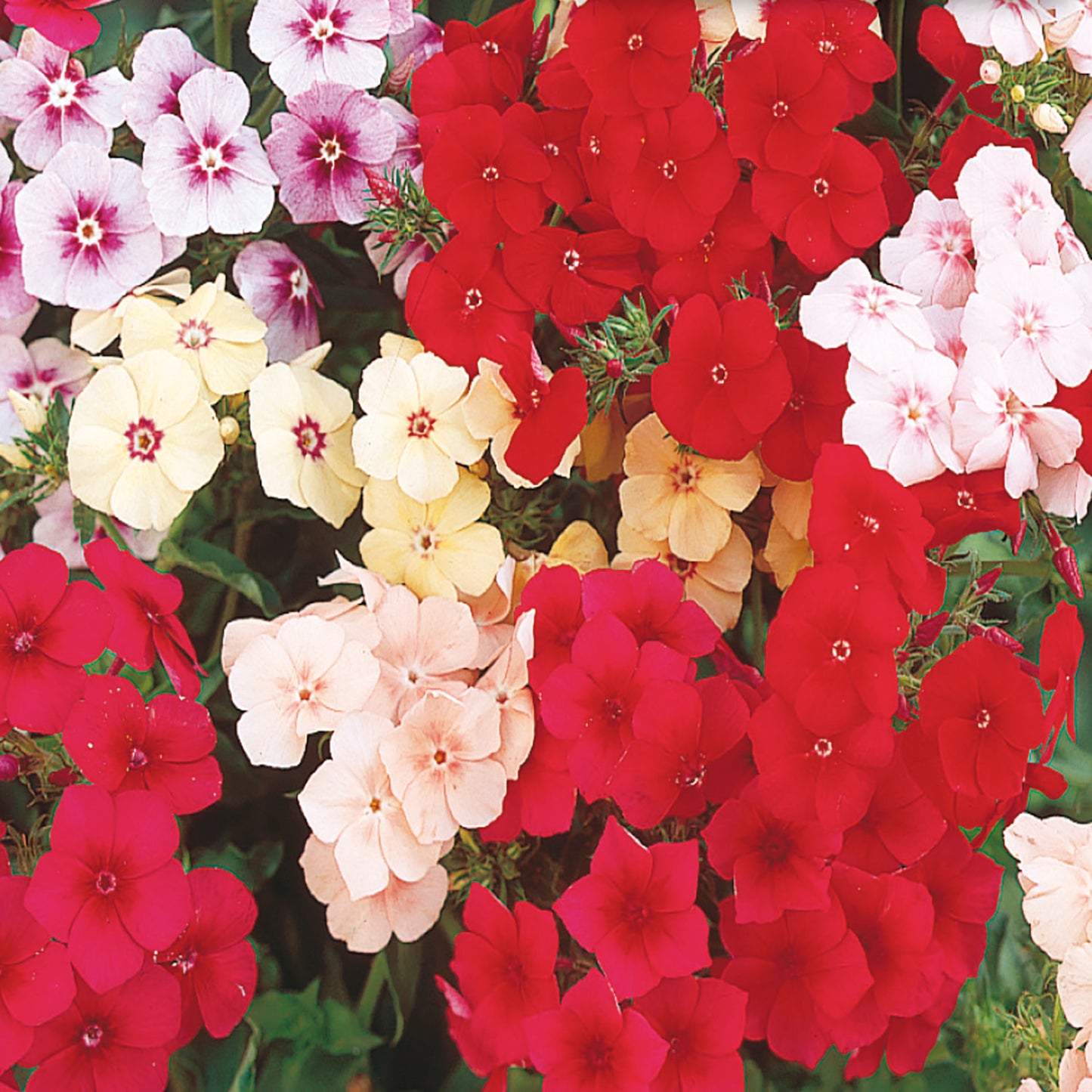 Phlox, Dwarf Beauty Mix Seeds