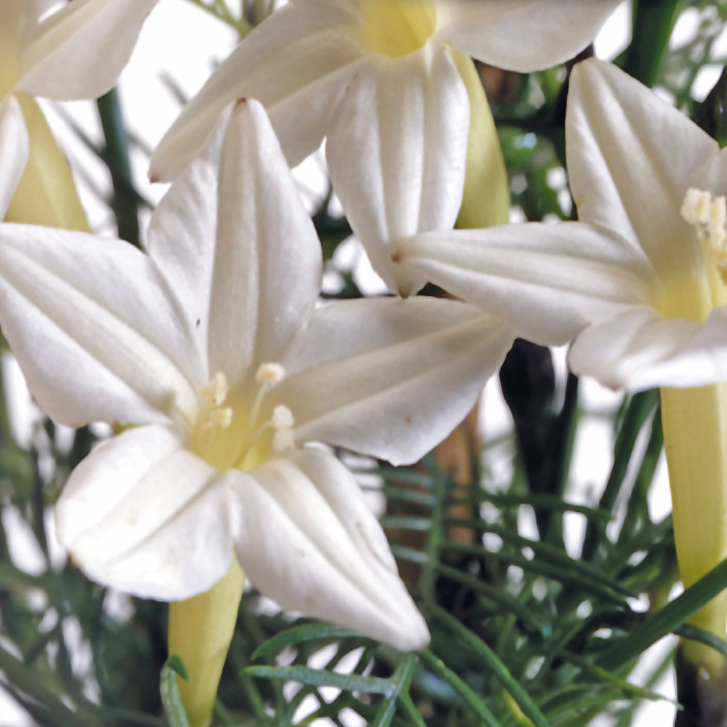 Close-up of white Cypress Vine flowers with visible green foliage.