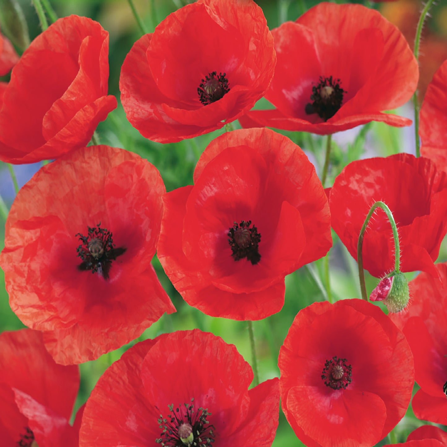 A close-up image of vibrant red poppy flowers with dark centers, showcasing multiple petals and green foliage.