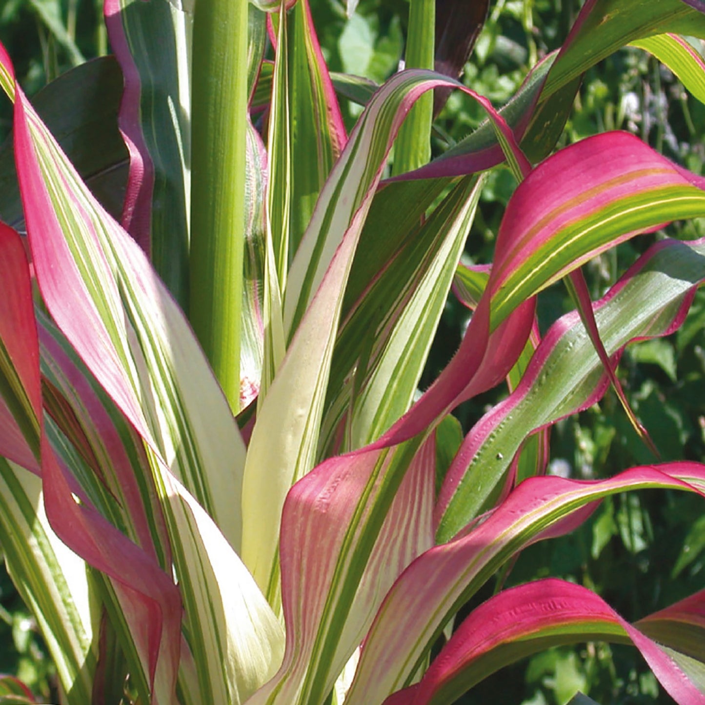 Close-up of ornamental corn leaves showing green, white, and pink markings.