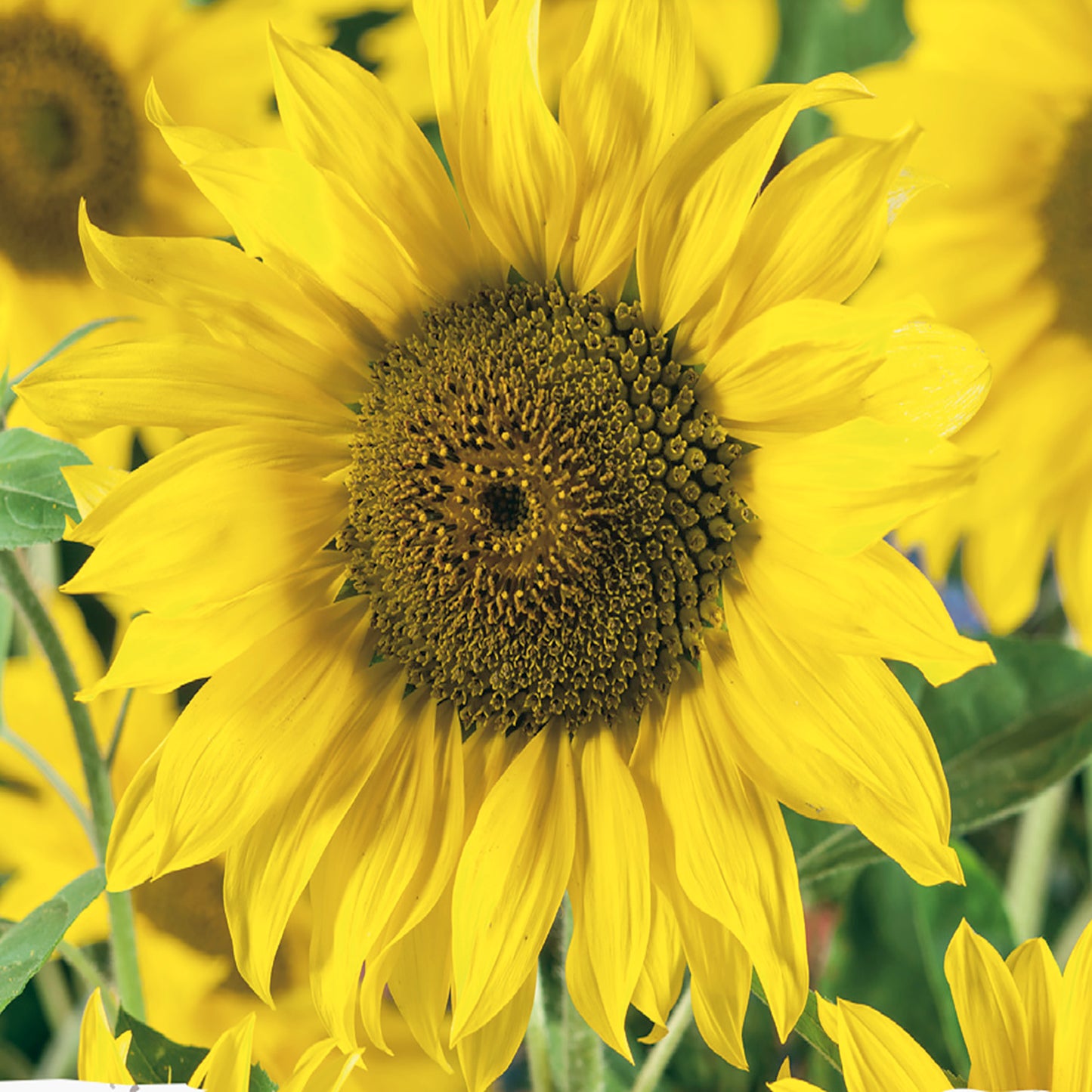Sunflower, Munchkin Seeds
