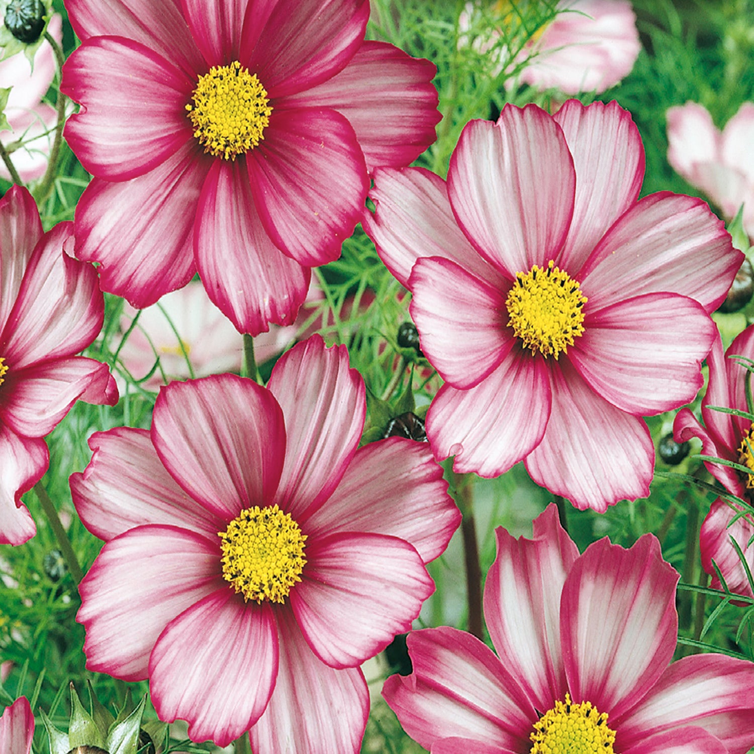 cosmos flower seeds online Buy Candy Stripe Cosmos Flower Seed Online