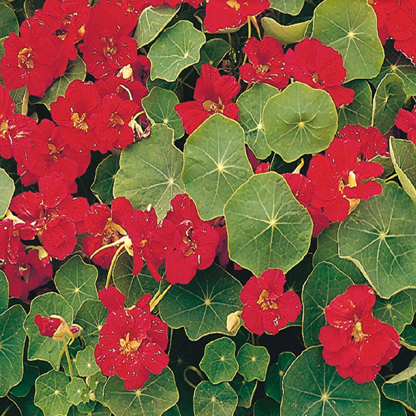 Nasturtium, Dwarf Double Cherry Rose Seeds