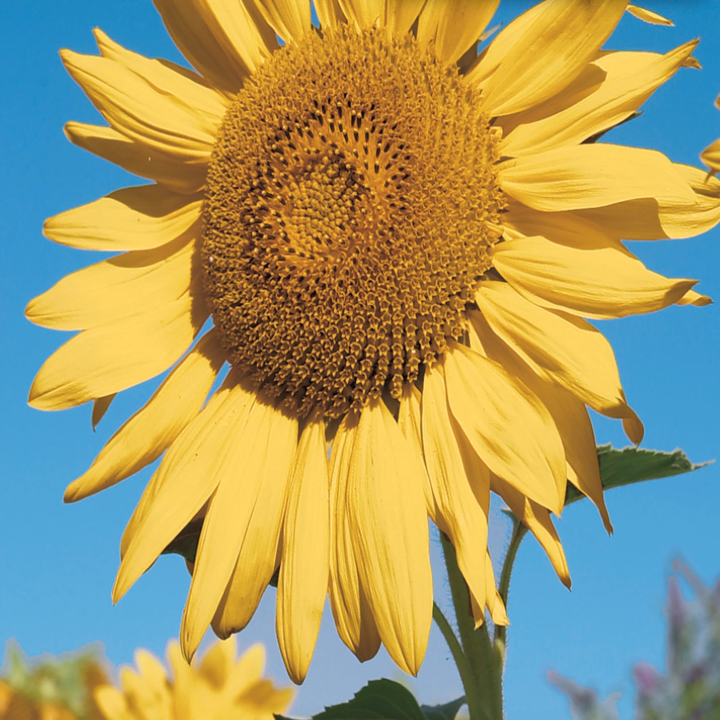 A close-up image of a vibrant yellow sunflower with a greenish-gold center, under a clear blue sky.