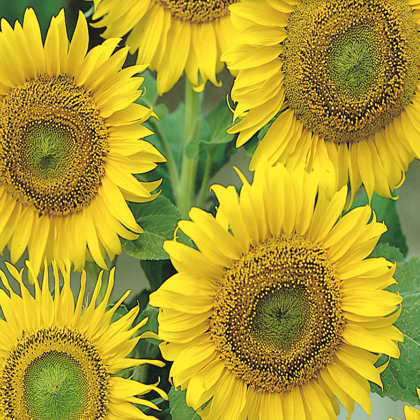 A group of vibrant yellow sunflowers with large seeds, growing in a garden setting.