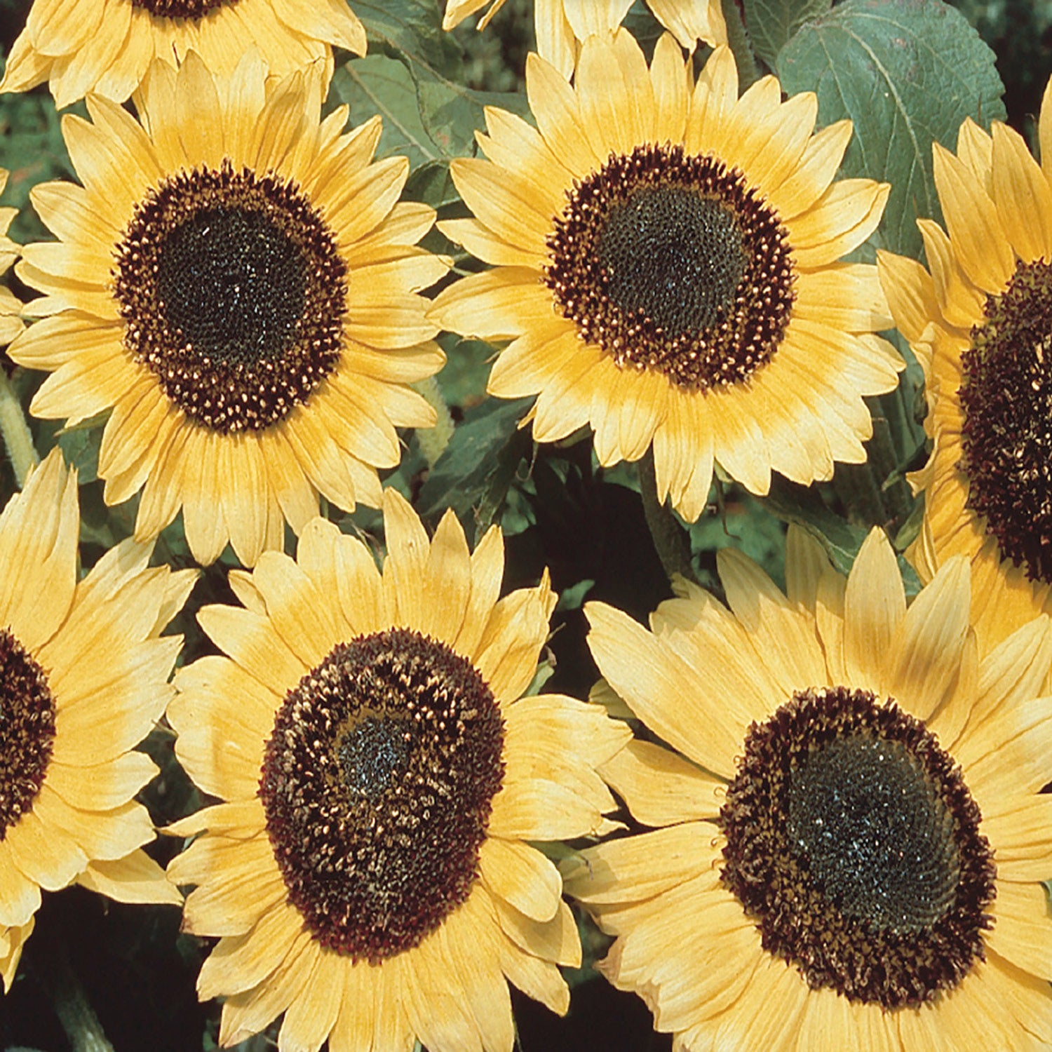 Buy Sunflower Lemon Queen Flower Seed
