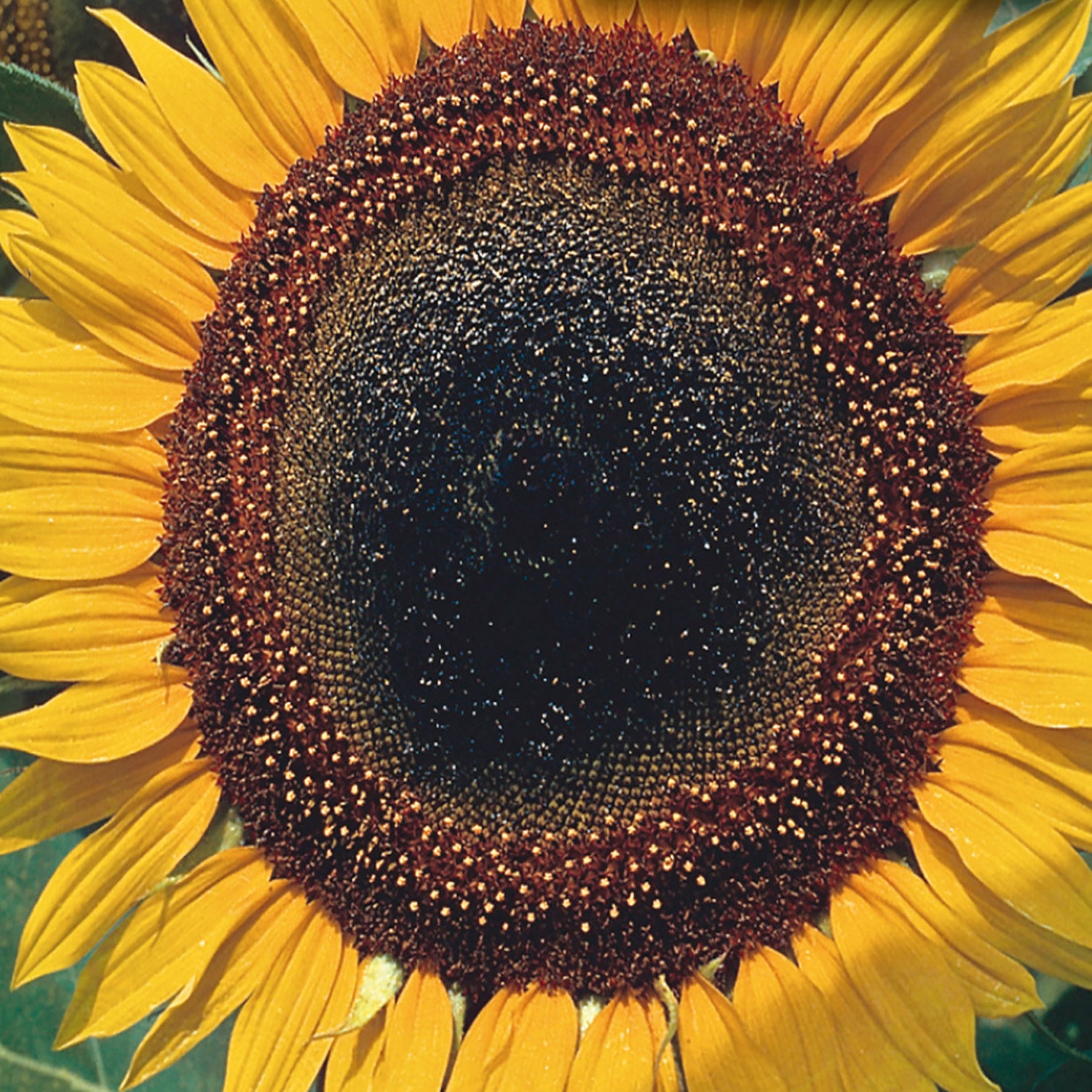 Sunflower Seeds - Taiyo - 1/4 Pound, Yellow, Eden Brothers